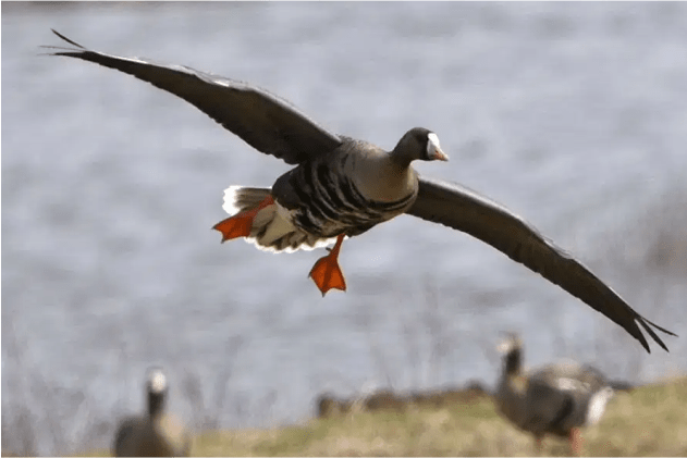 Автоматизация РОО "Коми республиканское общество охотников и рыболовов" Автоматизация РОО "Коми республиканское общество охотников и рыболовов"
